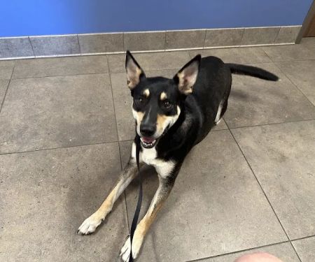 Piper Heritage Veterinary Clinic