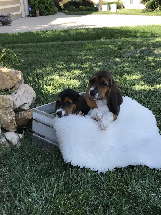 Piper Heritage Veterinary Clinic Picture 4