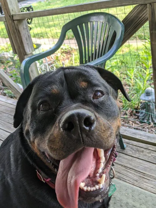 Piper Heritage Veterinary Clinic Picture 5