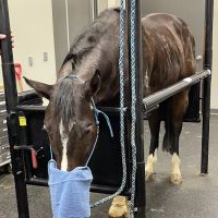 Heartland Equine Hospital ico