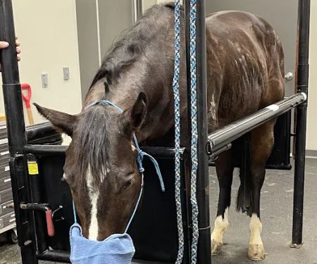 Heartland Equine Hospital