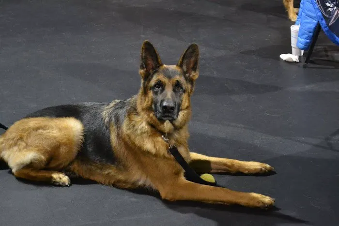 Banfield Pet Hospital Picture 9