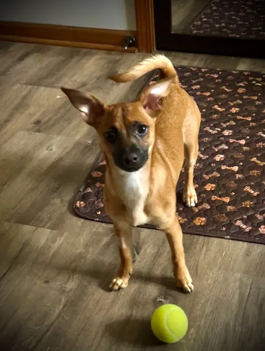 Hidden Valley Animal Hospital Picture 1