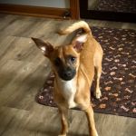 Hidden Valley Animal Hospital