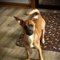 Hidden Valley Animal Hospital ico