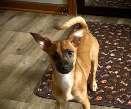 Hidden Valley Animal Hospital