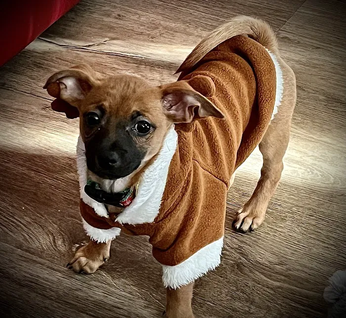 Hidden Valley Animal Hospital Picture 4