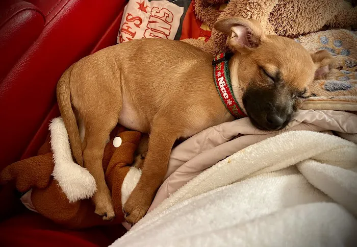 Hidden Valley Animal Hospital Picture 3