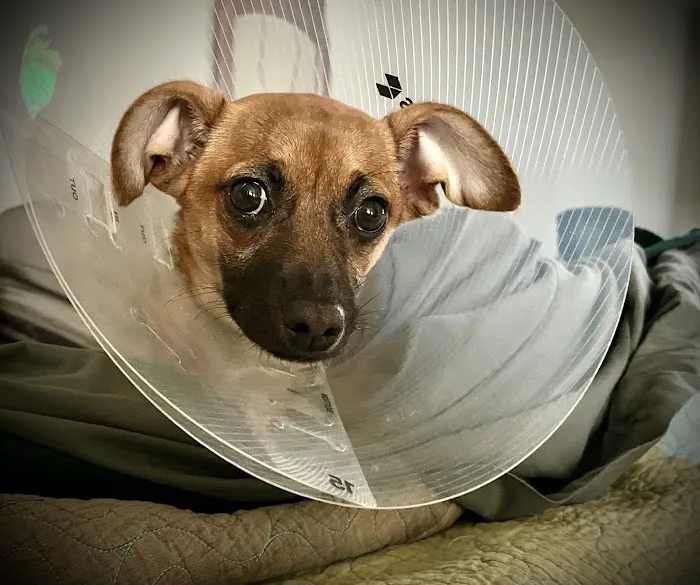 Hidden Valley Animal Hospital Picture 2