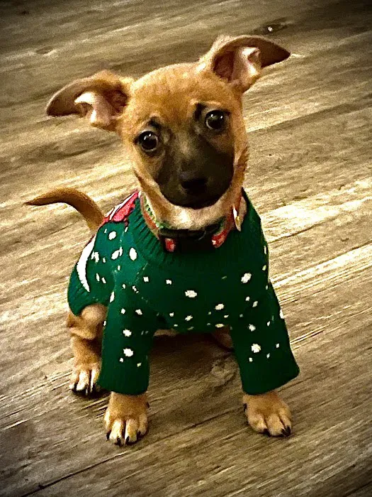 Hidden Valley Animal Hospital Picture 6