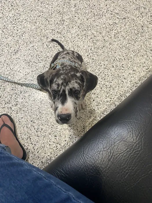 Hidden Valley Animal Hospital Picture 7