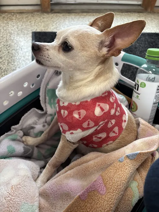 Hidden Valley Animal Hospital Picture 5