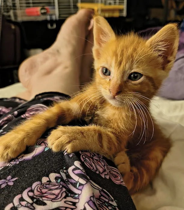 Hidden Valley Animal Hospital Picture 8