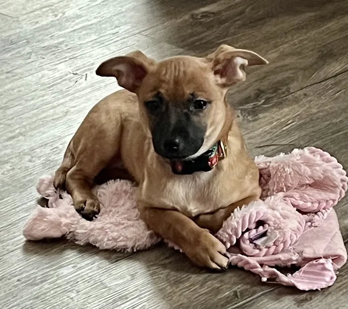 Hidden Valley Animal Hospital Picture 9