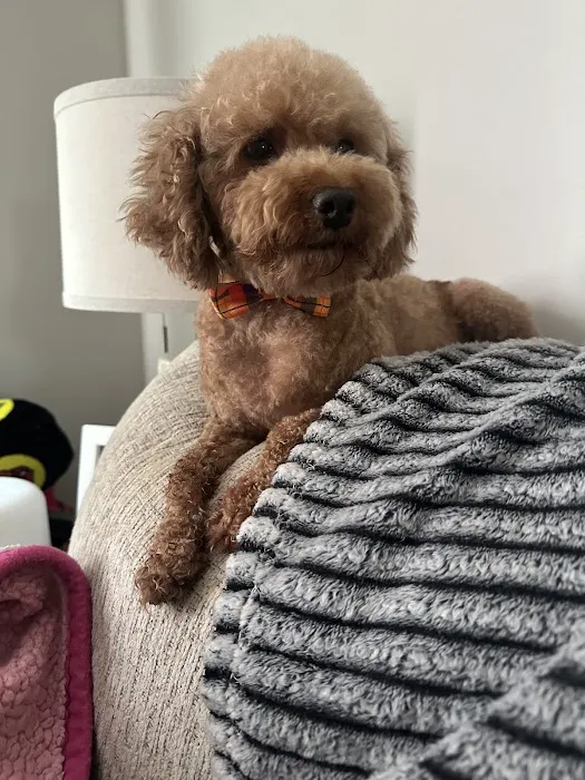 Hidden Valley Animal Hospital Picture 10