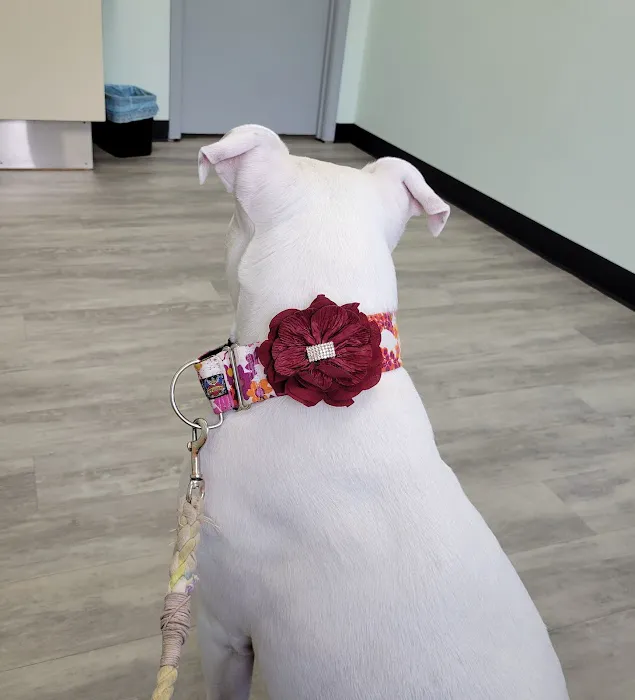 KB Animal Clinic Picture 3