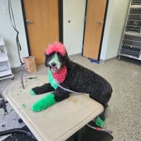 KB Animal Clinic ico