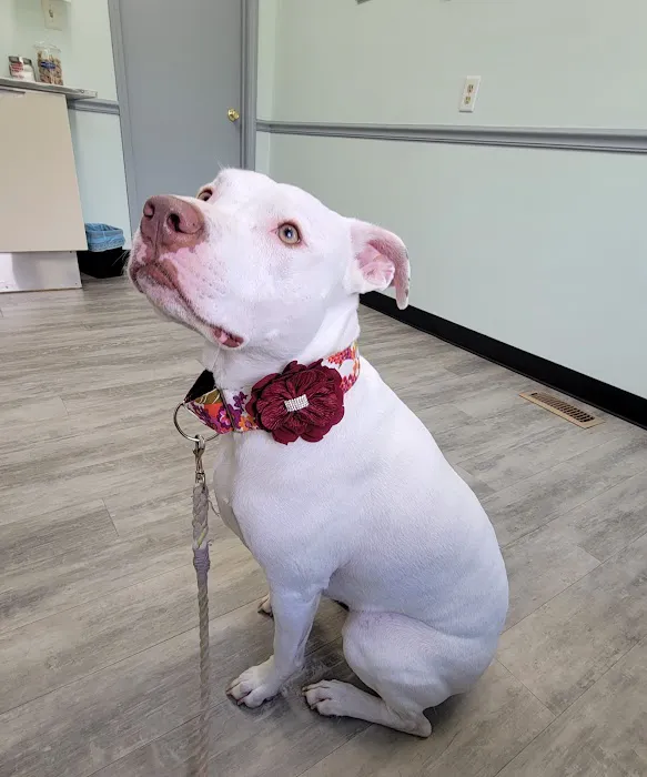 KB Animal Clinic Picture 6