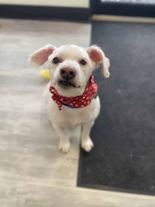 KB Animal Clinic Picture 4