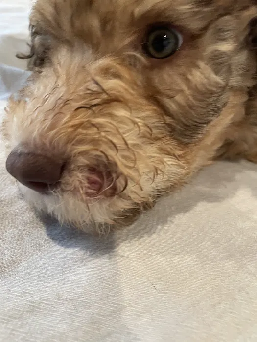 KB Animal Clinic Picture 8