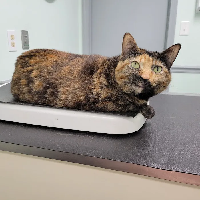 KB Animal Clinic Picture 9