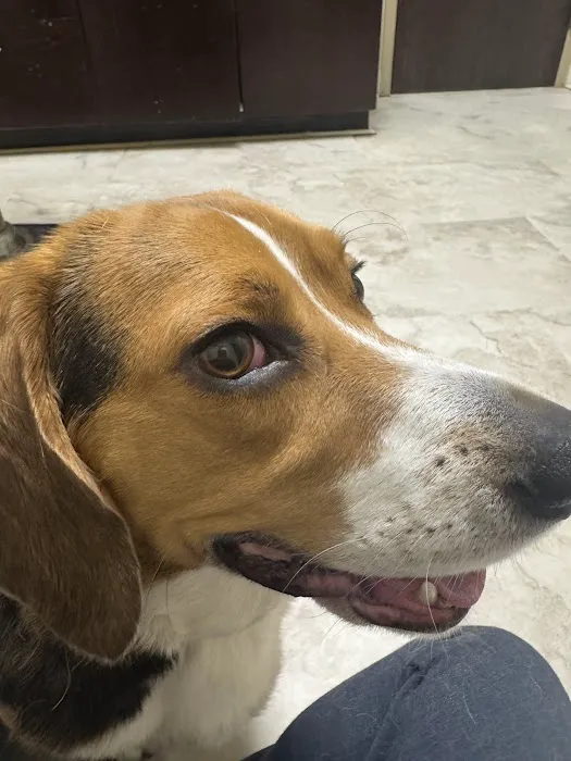 Chipman Road Animal Clinic Picture 3