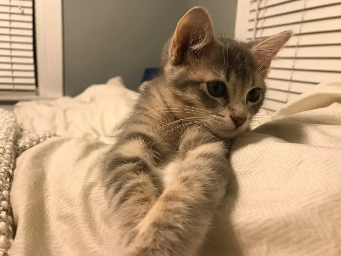 Chipman Road Animal Clinic Picture 6