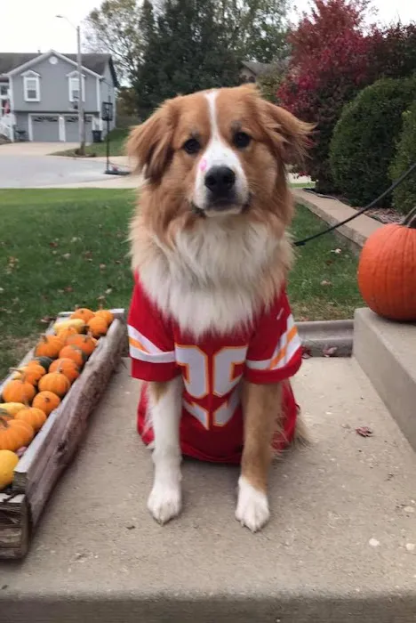 Chipman Road Animal Clinic Picture 7