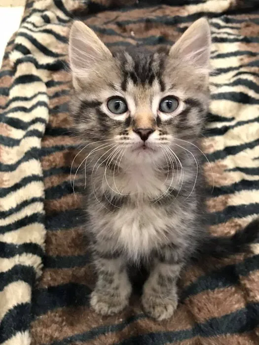 Chipman Road Animal Clinic Picture 9