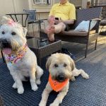 Lee's Summit Animal Hospital North