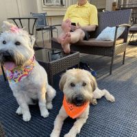 Lee's Summit Animal Hospital North ico