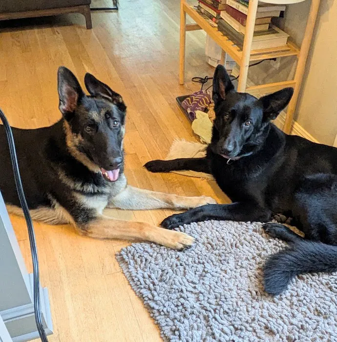 Lee's Summit Animal Hospital North Picture 2