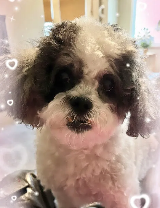 Lee's Summit Animal Hospital North Picture 3