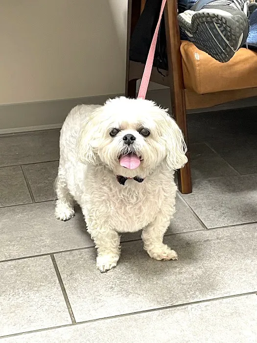 Lee's Summit Animal Hospital North Picture 4