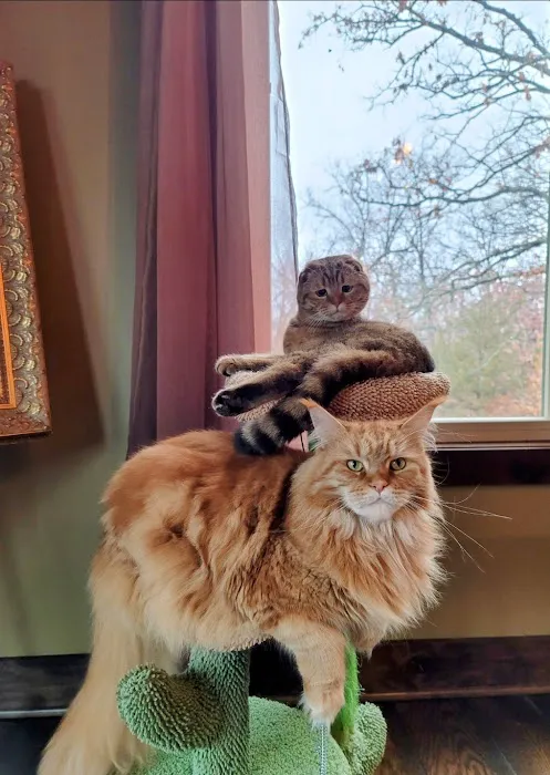 Lee's Summit Animal Hospital North Picture 5