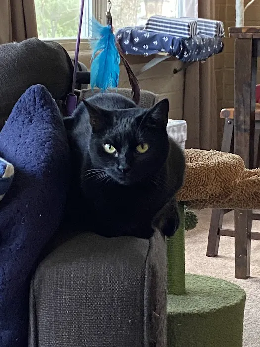 Lee's Summit Animal Hospital North Picture 7