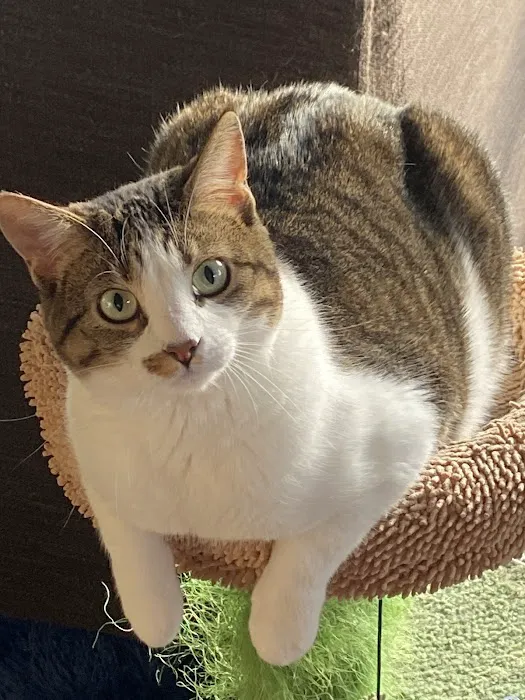 Lee's Summit Animal Hospital North Picture 9