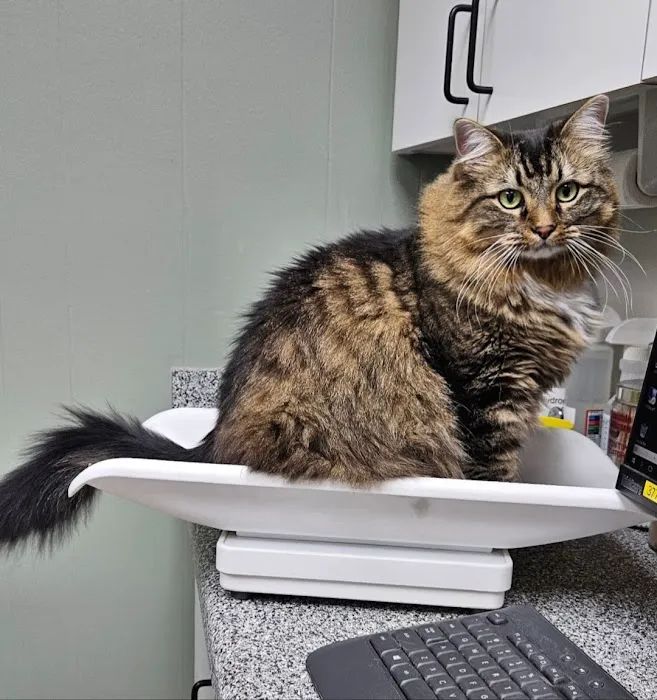 Lee's Summit Animal Hospital Picture 1