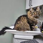 Lee's Summit Animal Hospital