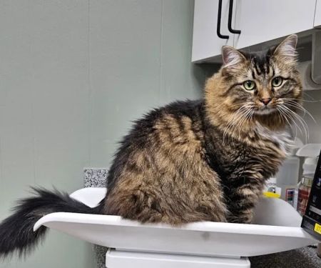 Lee's Summit Animal Hospital