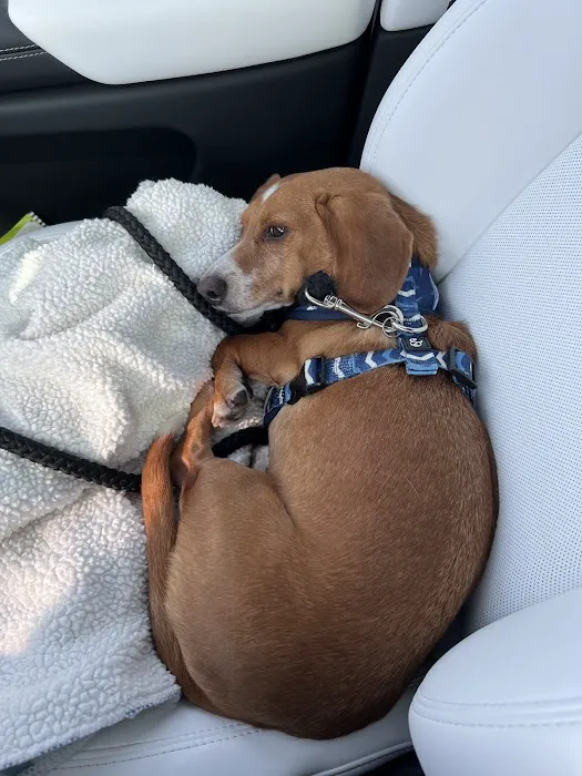 Lee's Summit Animal Hospital Picture 3