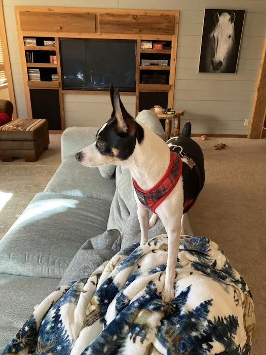 Lee's Summit Animal Hospital Picture 5