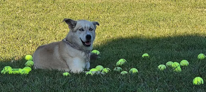 Lee's Summit Animal Hospital Picture 9