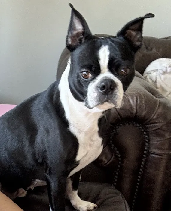 Lee's Summit Animal Hospital Picture 7