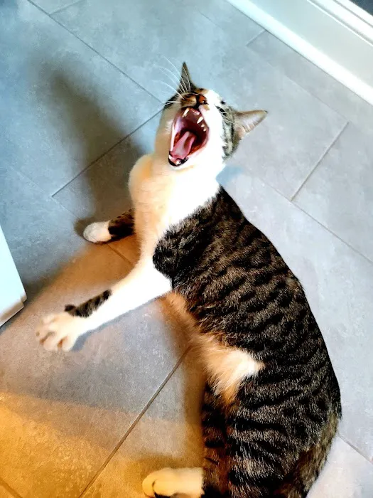 Lee's Summit Animal Hospital Picture 6