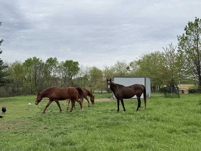 Lee's Summit Animal Hospital Picture 10