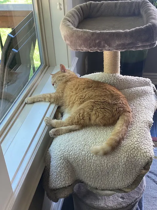 Strothertowne Pet Hospital Picture 1