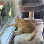 Strothertowne Pet Hospital