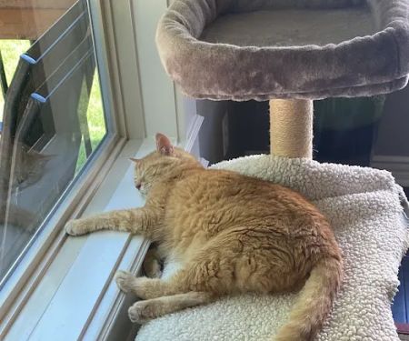 Strothertowne Pet Hospital