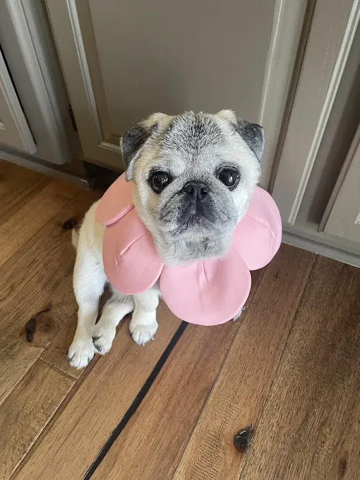 Strothertowne Pet Hospital Picture 2